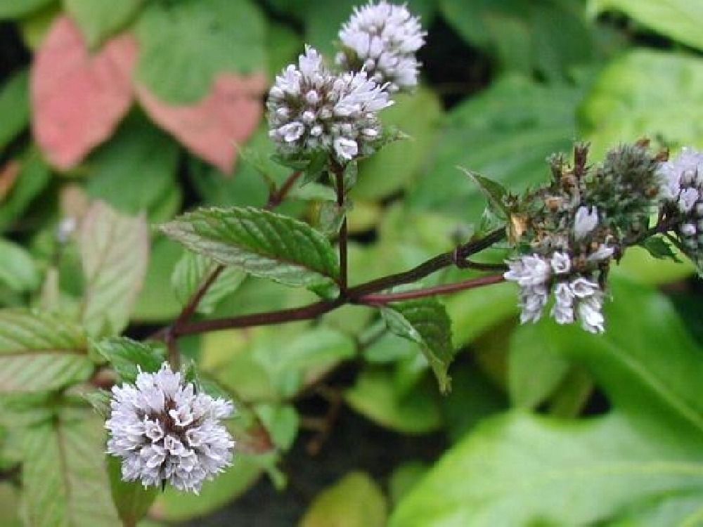 Kit cadeau - menthe poivrée - 300 graines - mentha piperita