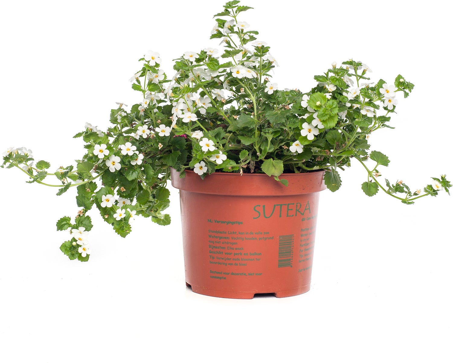 Tapijtbloem (Sutera cordata) D 17 H 25 cm