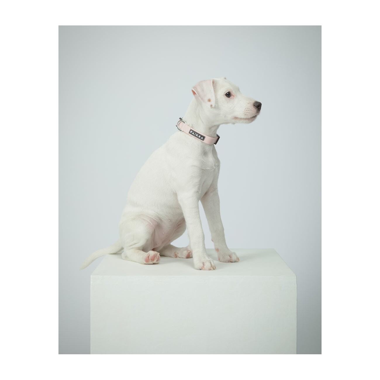 Paikka Glow Collar pale pink 14 cm, 1,5 cm