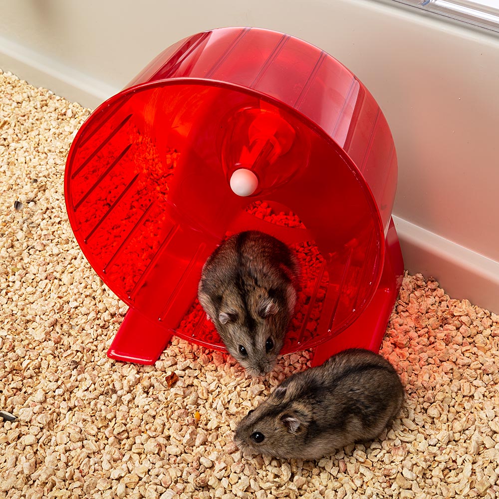 Ferplast maxi duna cage pour rongeurs pour hamsters, cochons d'inde, cochons d'inde, lapins, en plastique. 99x51,5xh36cm