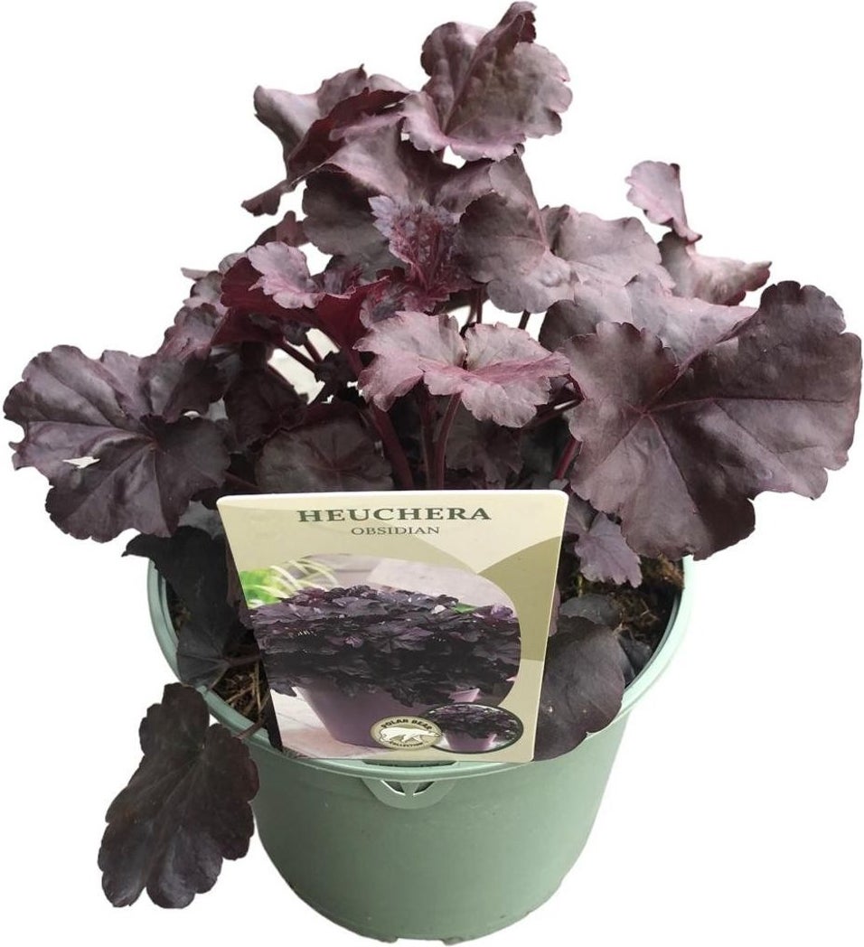 Purperklokje (Heuchera 'Obsidian') D 17 H 20 cm