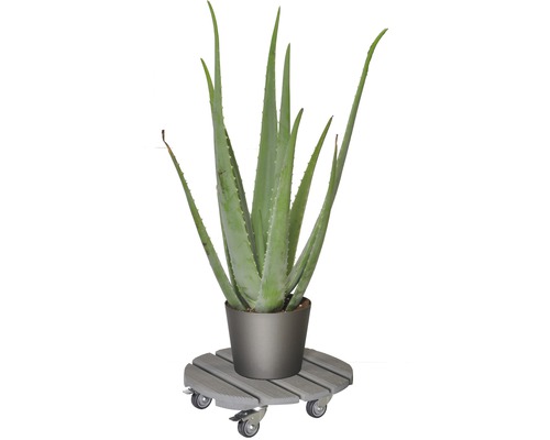 Wagner Creo plantenwagen, beukenhout, Ø 38 cm, draagvermogen 200 kg