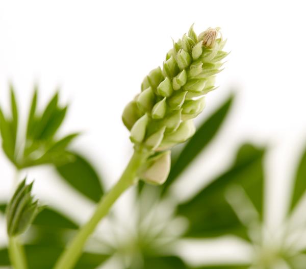 Bio Lupine, rot