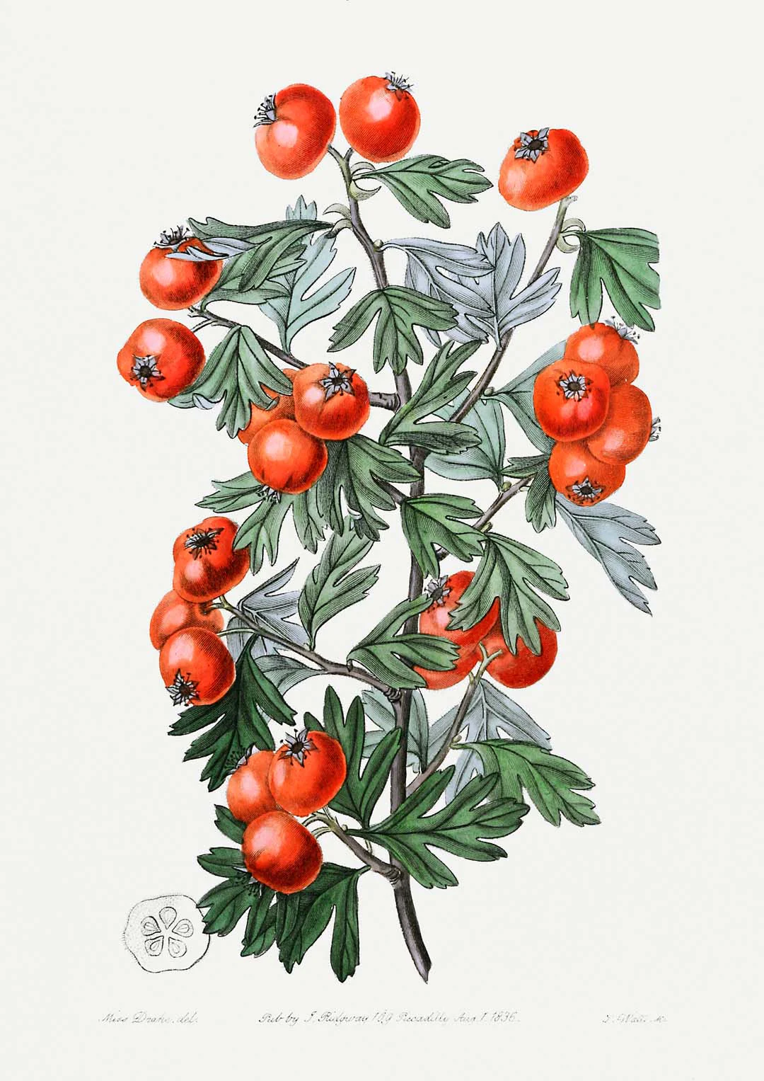 Tomaten