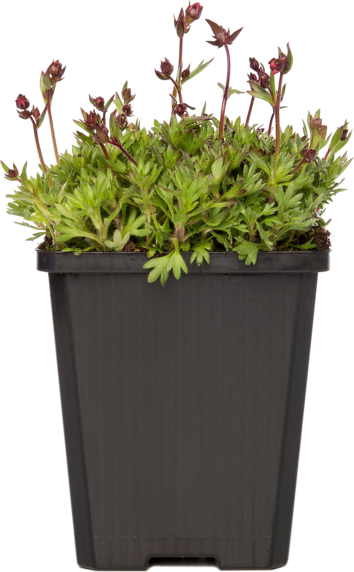 Steenbreek (Saxifraga arendsii 'Purpurteppich') D 9 H 10 cm