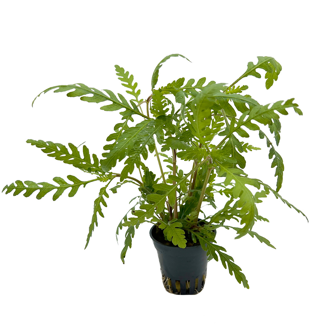 Waterplant Hygrophila Pinnatifida 5 cm in pot