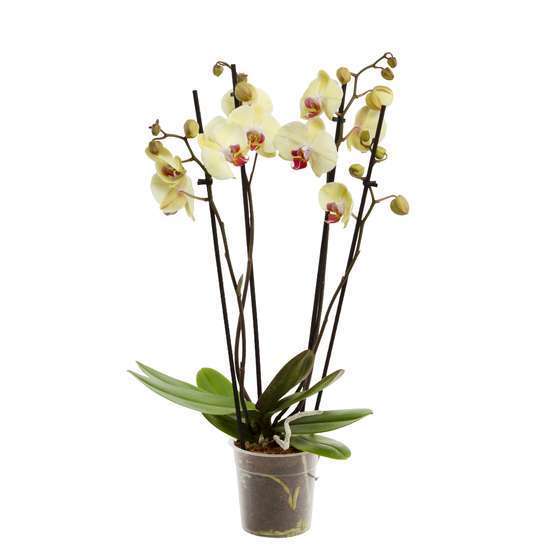 Orchidée Phalaenopsis 4 tiges - pot D.12 cm