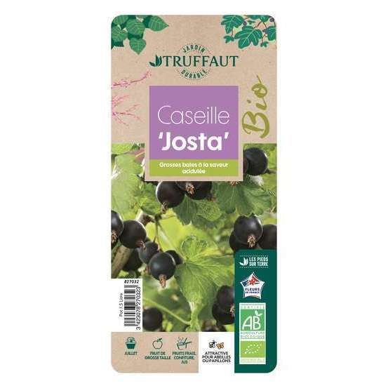 Caseille 'Josta' bio : pot de 1,5 litres