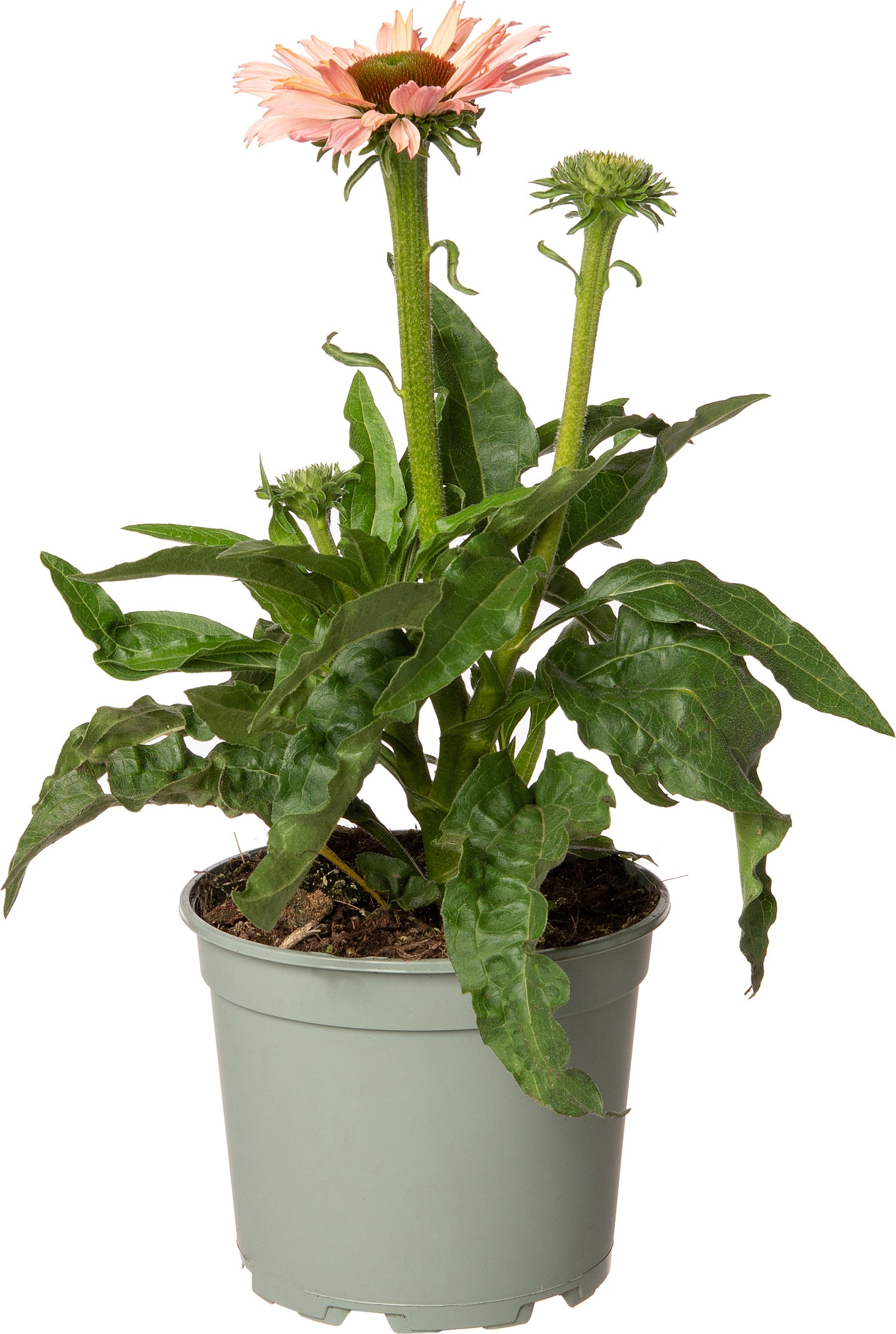 Zonnehoed (Echinacea purpurea 'Sunseekers Salmon') D 9 H 15 cm
