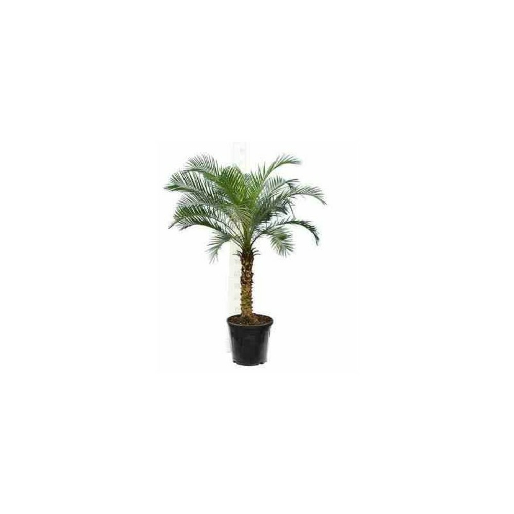 Phoenix roebelenii (dattier du laos, palmier dattier nain) taille 40 litres - tronc 50/60cm - total 120/140 cm
