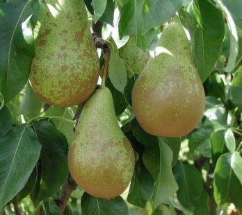 Biologische Perenboom (Pyrus communis 'Conference') D 26 H 150 cm