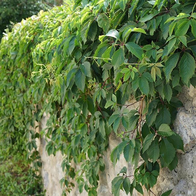 Vigne vierge henryana - parthenocissus henryana 3l