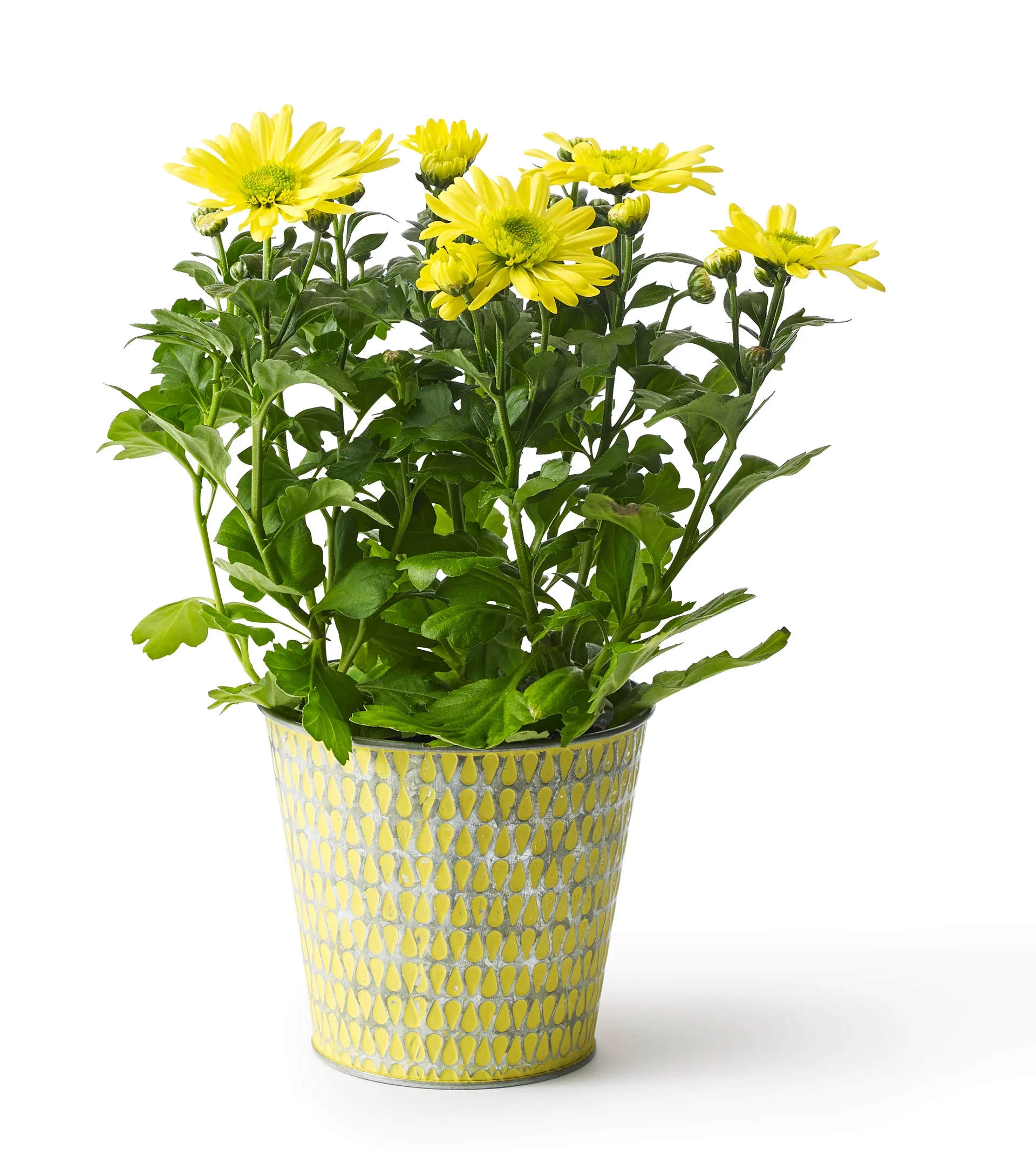 Osteospermum ecklonis Spansk margeritt Ø11 cm