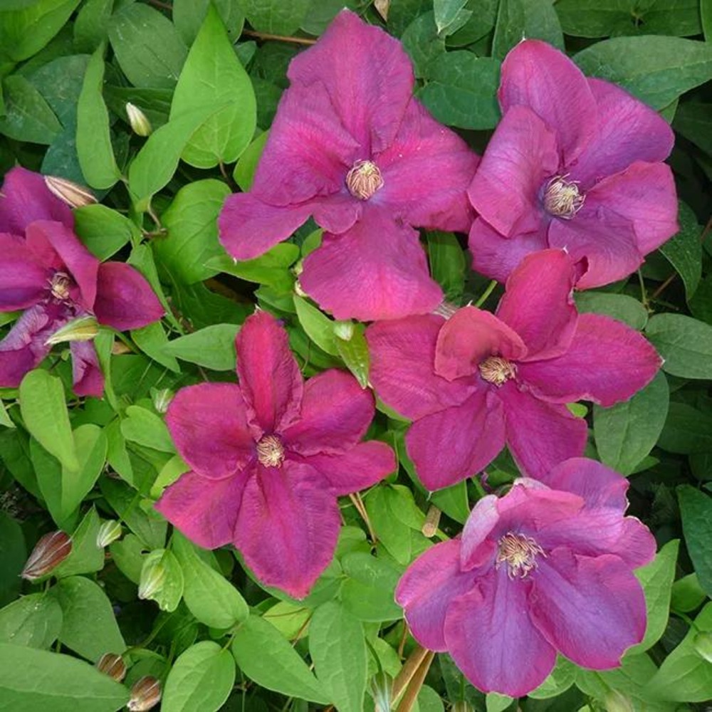 Clématite 'rahvarinne' à grandes fleurs rouge-violet 3l