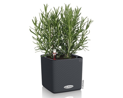 Lechuza Cube Color bloempot van kunststof, 14x14x14 cm, leigrijs, inclusief zelfbewateringssysteem en waterniveau-indicator