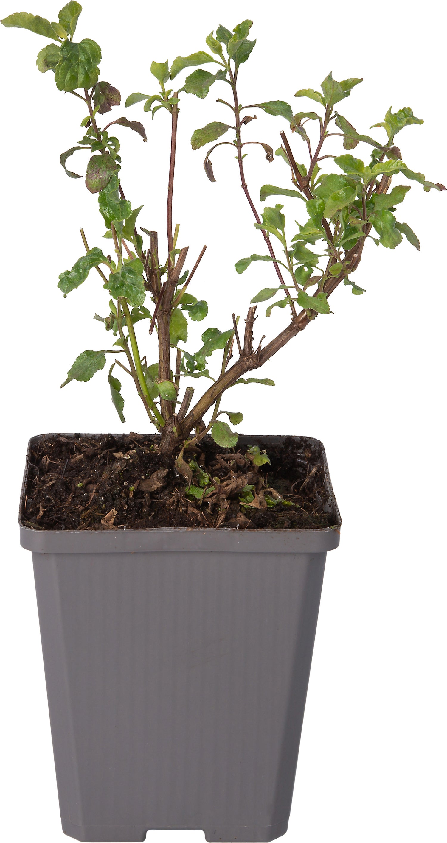 Siersalie (Salvia microphylla 'Hot Lips') D 9 H 10 cm