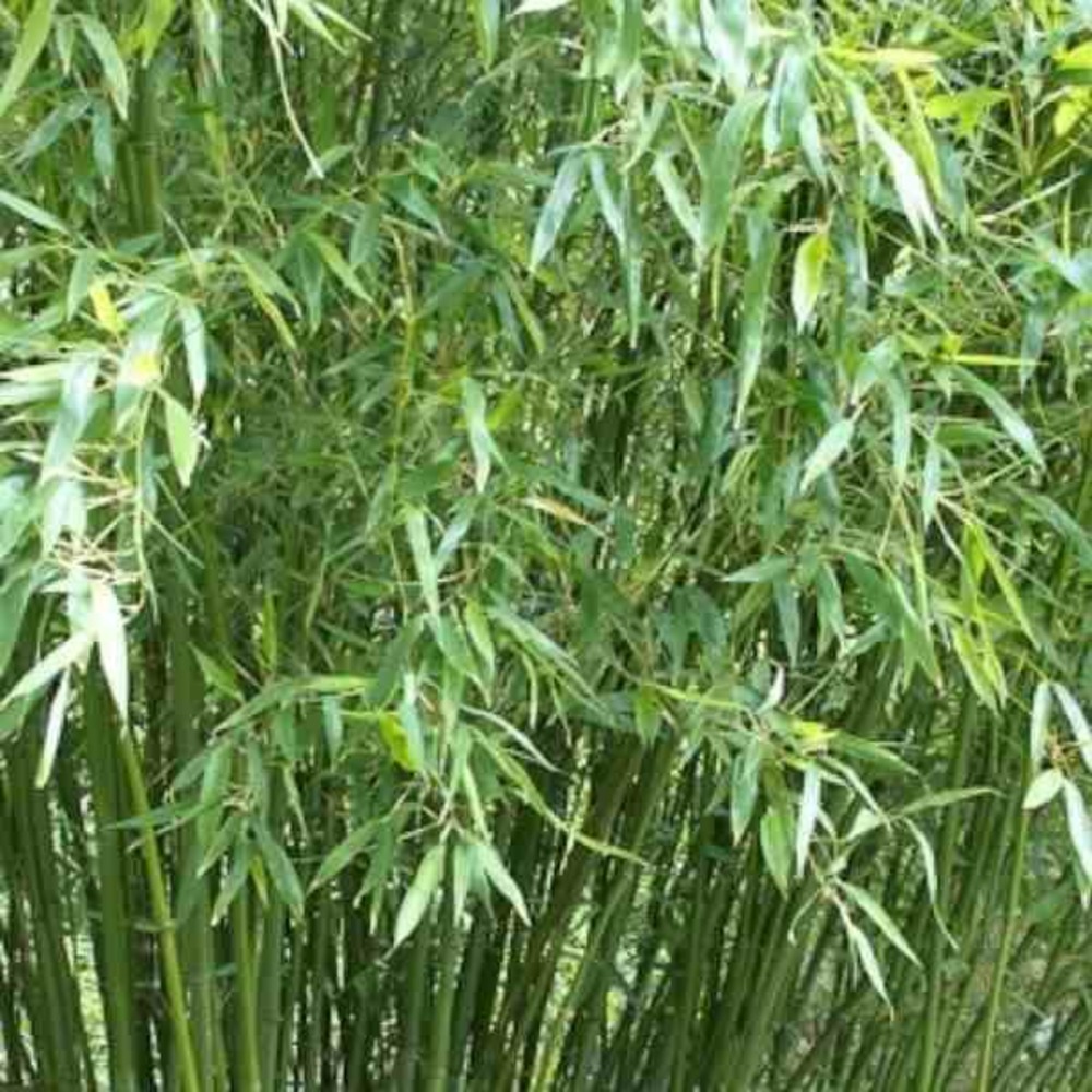 Phyllostachys bissetii taille pot de 5 litres ? 80/100 cm