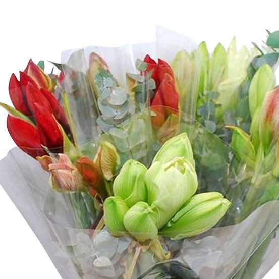 Botte de 3 tiges d'Amaryllis H.60cm