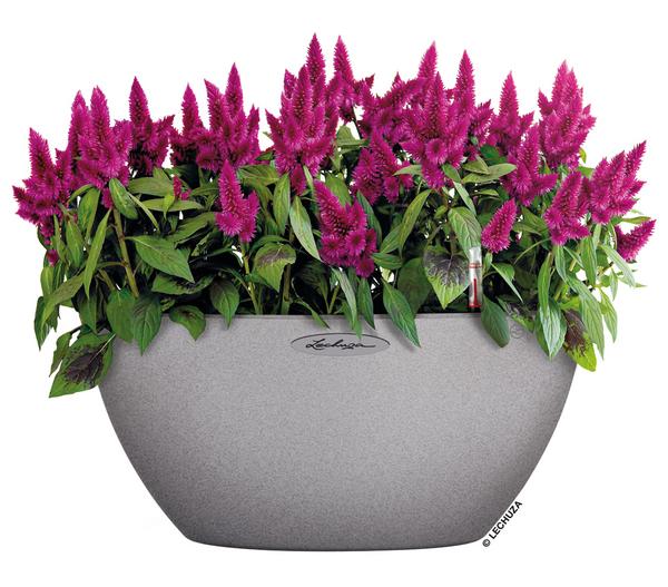 LECHUZA® Kunststoff-Schale 'Cubeto Stone',