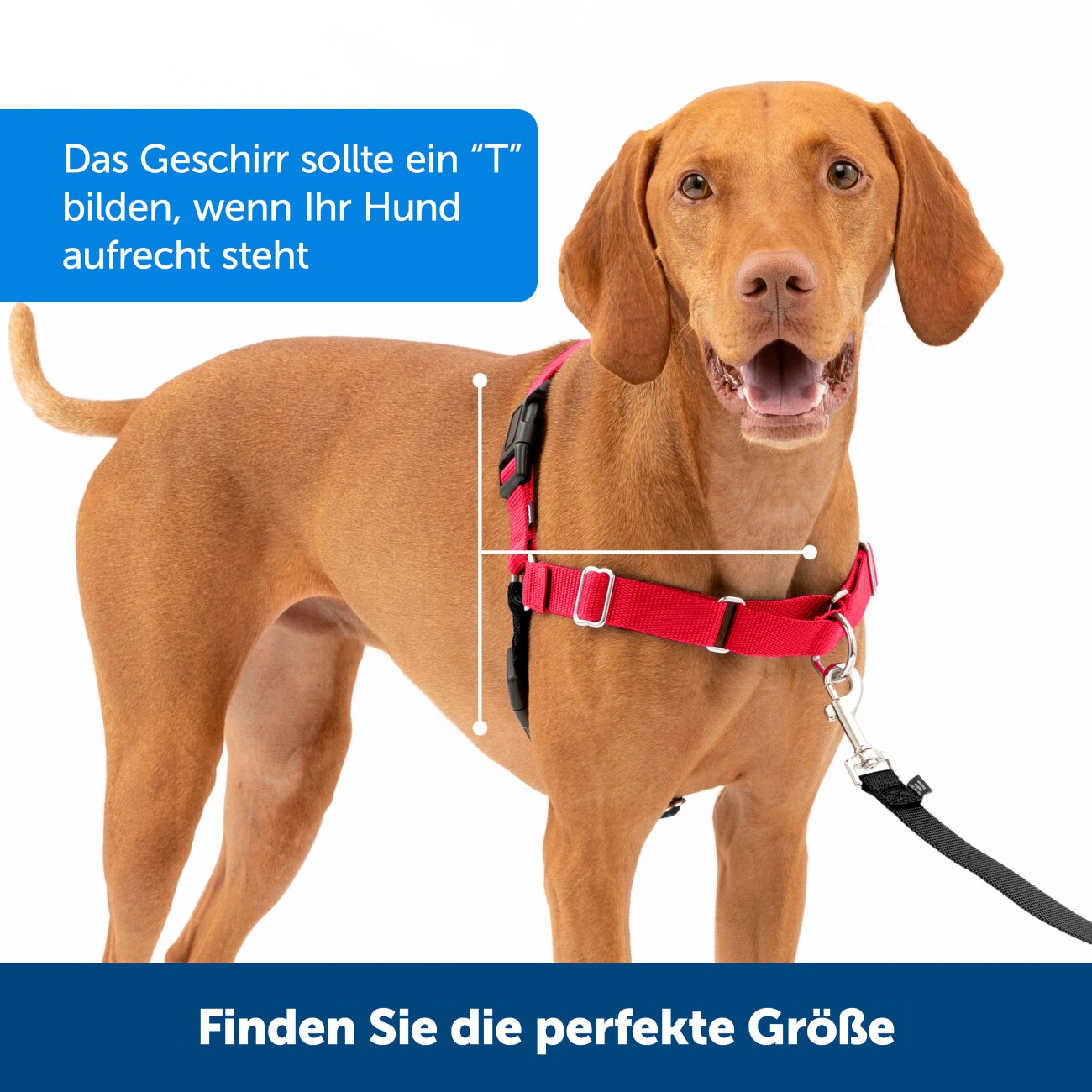 PetSafe Easy Walk Anti-Zieh-Hundegeschirr schwarz S