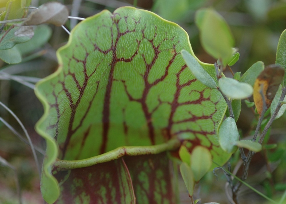 Jardin dans le sac - sarracénie pourpre - 10 graines - sarracenia flava / s. Purpurea - mix
