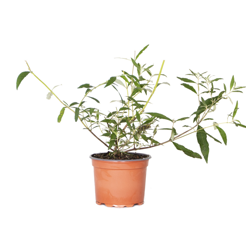 Buddleja davidii 'tricolor' - arbre aux papillons - rustique – ⌀17 cm - ↕30-40 cm