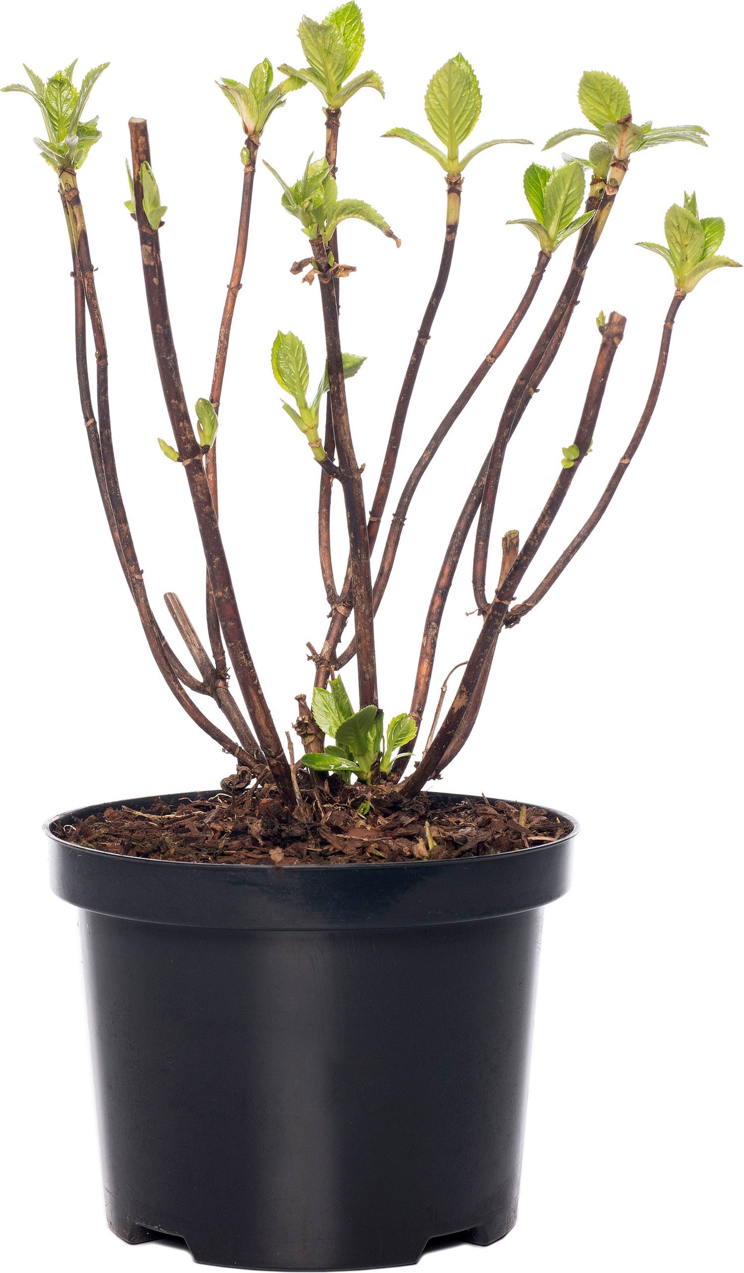 Hortensia (Hydrangea macrophylla 'Madame Emile Mouilere') 30-40 cm
