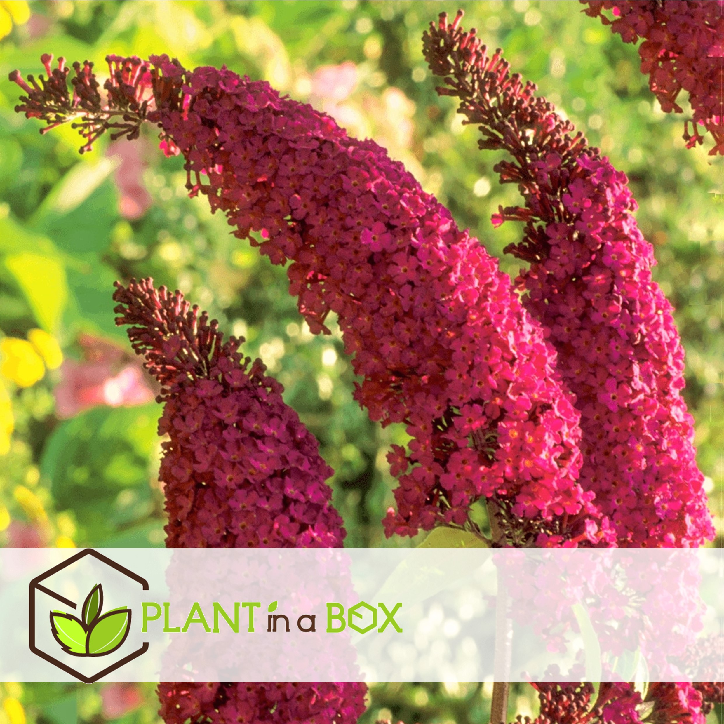 Buddleja davidii royal red - set de 4 - buddleia - pot 17cm - hauteur 30-40cm