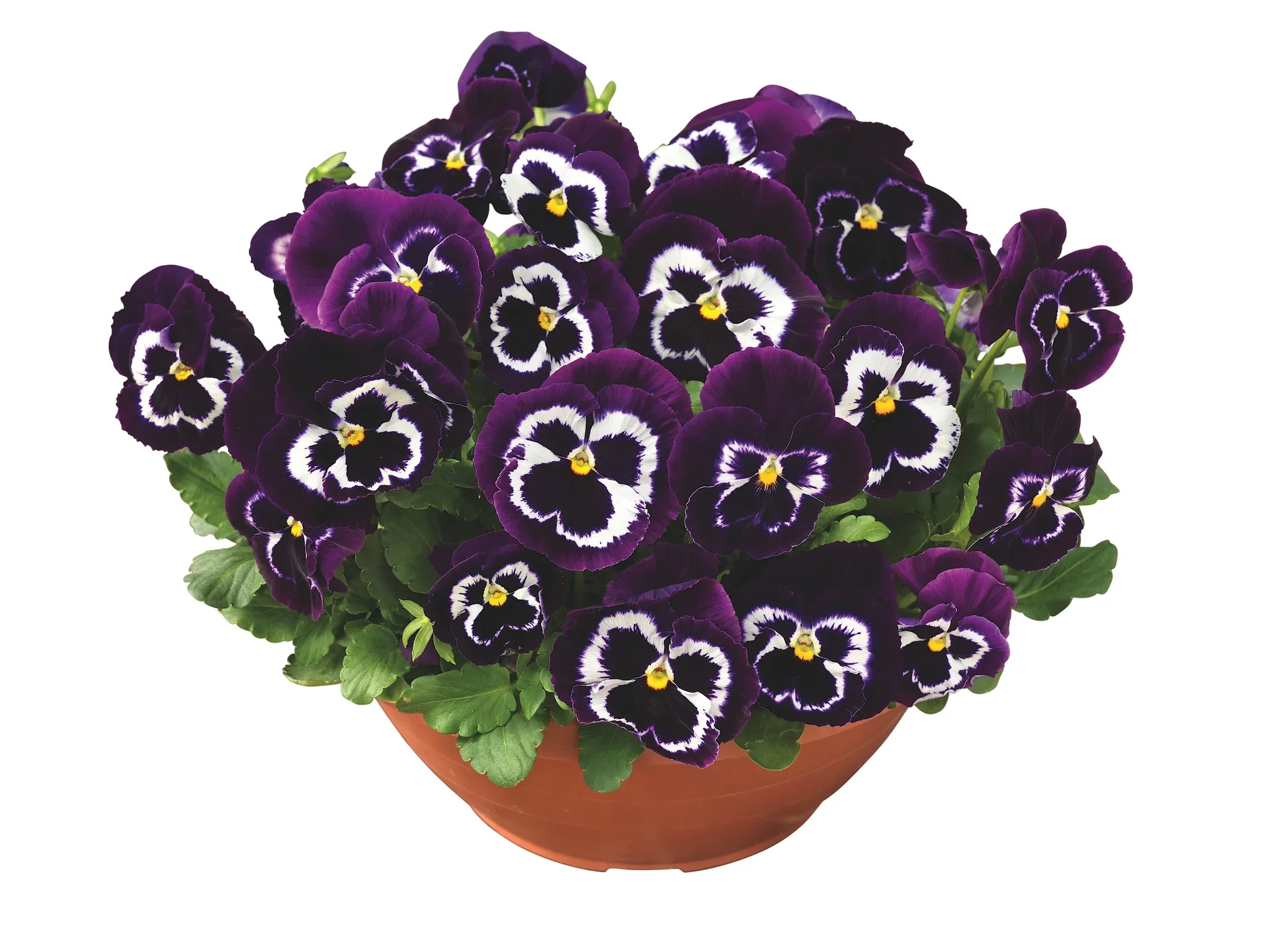 Viola x wittrockiana Stemorsblomst i skål Ø27 cm