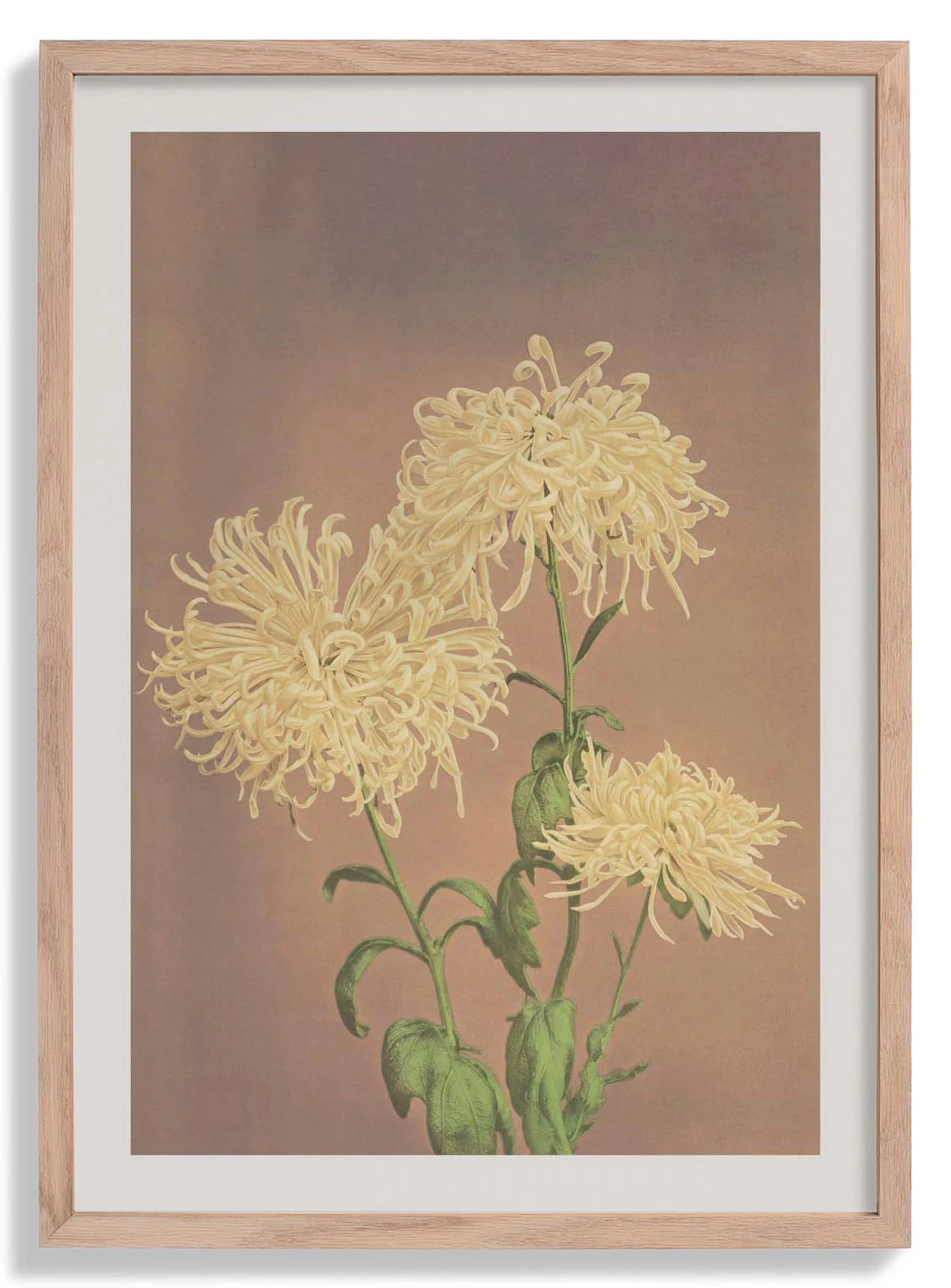Drei gelbe Chrysanthemen von Ogawa Kazumasa