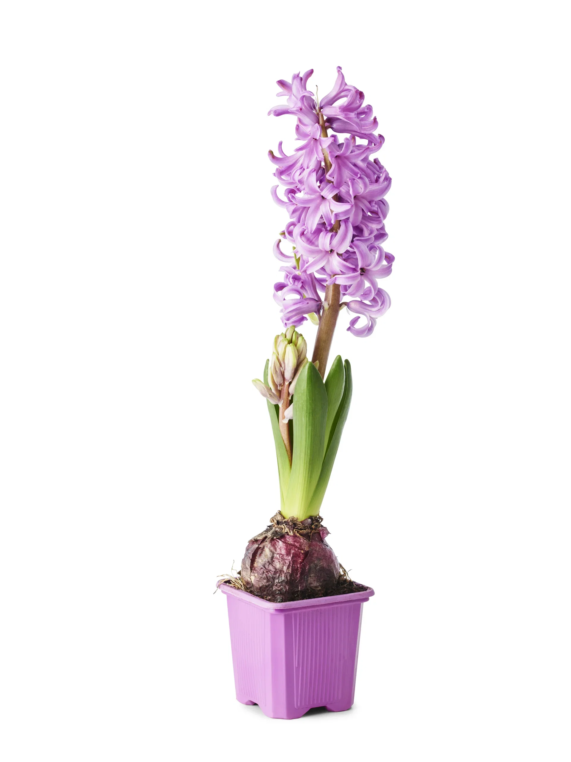 Hyacinthus orientalis Svibel Omkrets 17 cm