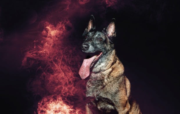 Fotoshooting Tiere in Niederwinkling als besonderes Geschenk