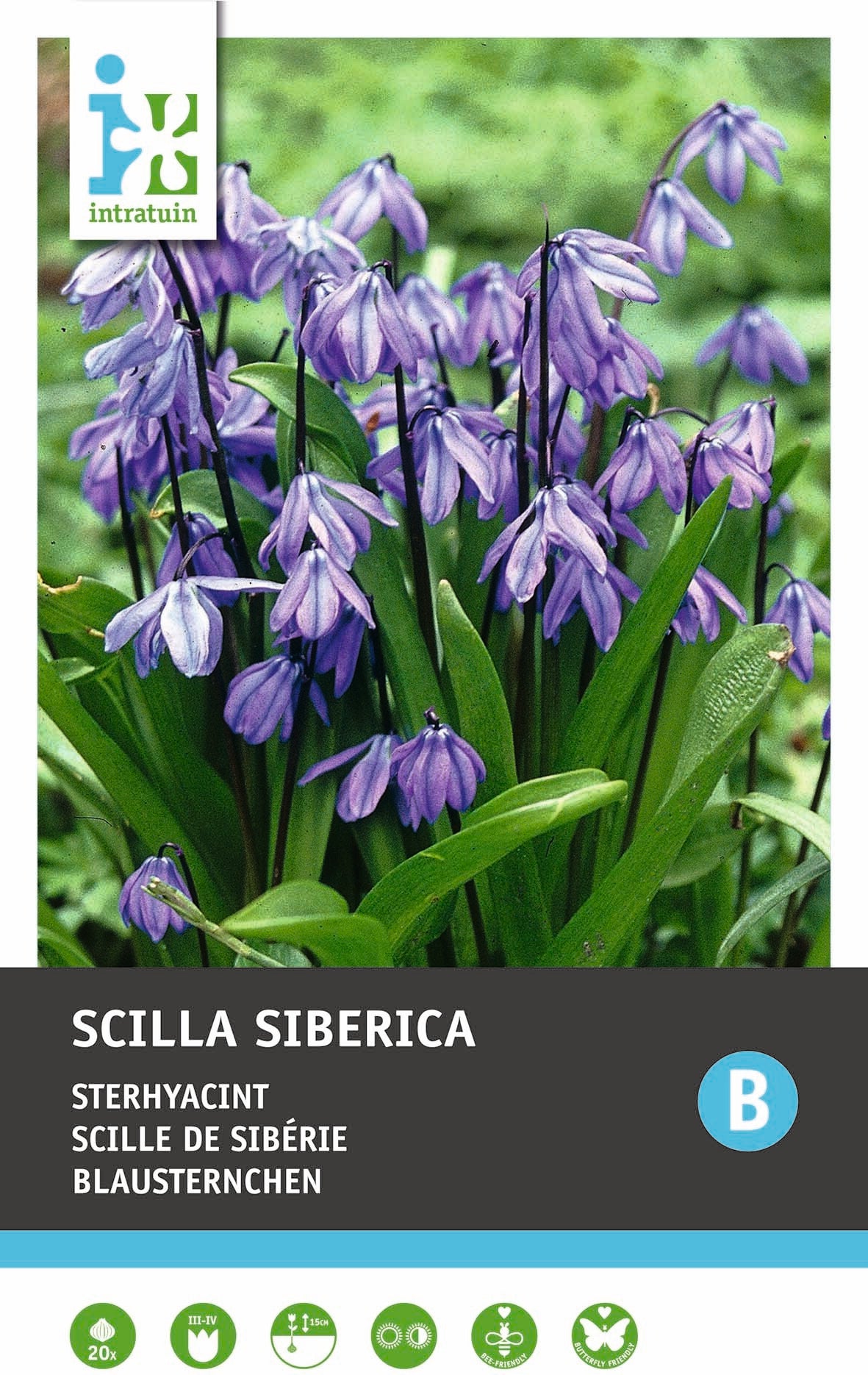 Intratuin bloembollen Sterhyacint (Scilla siberica)20 stuks