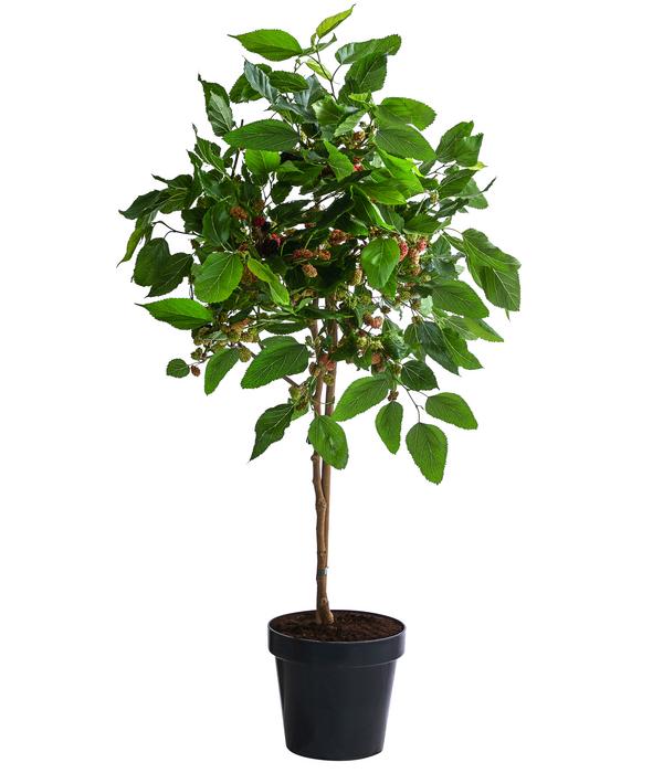 Maulbeere 'Mojo Berry'