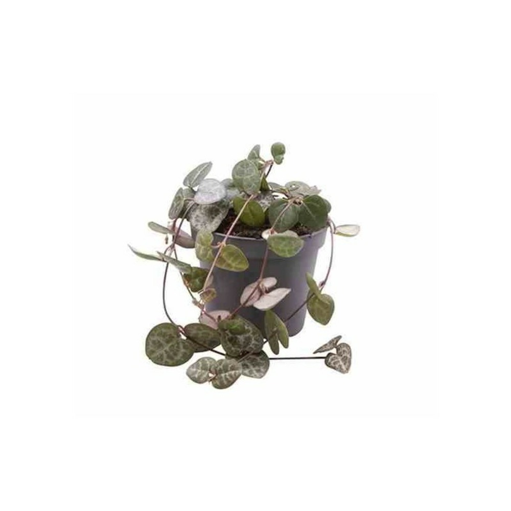 Ceropegia woodii (chaîne des coeurs) taille jeune plant