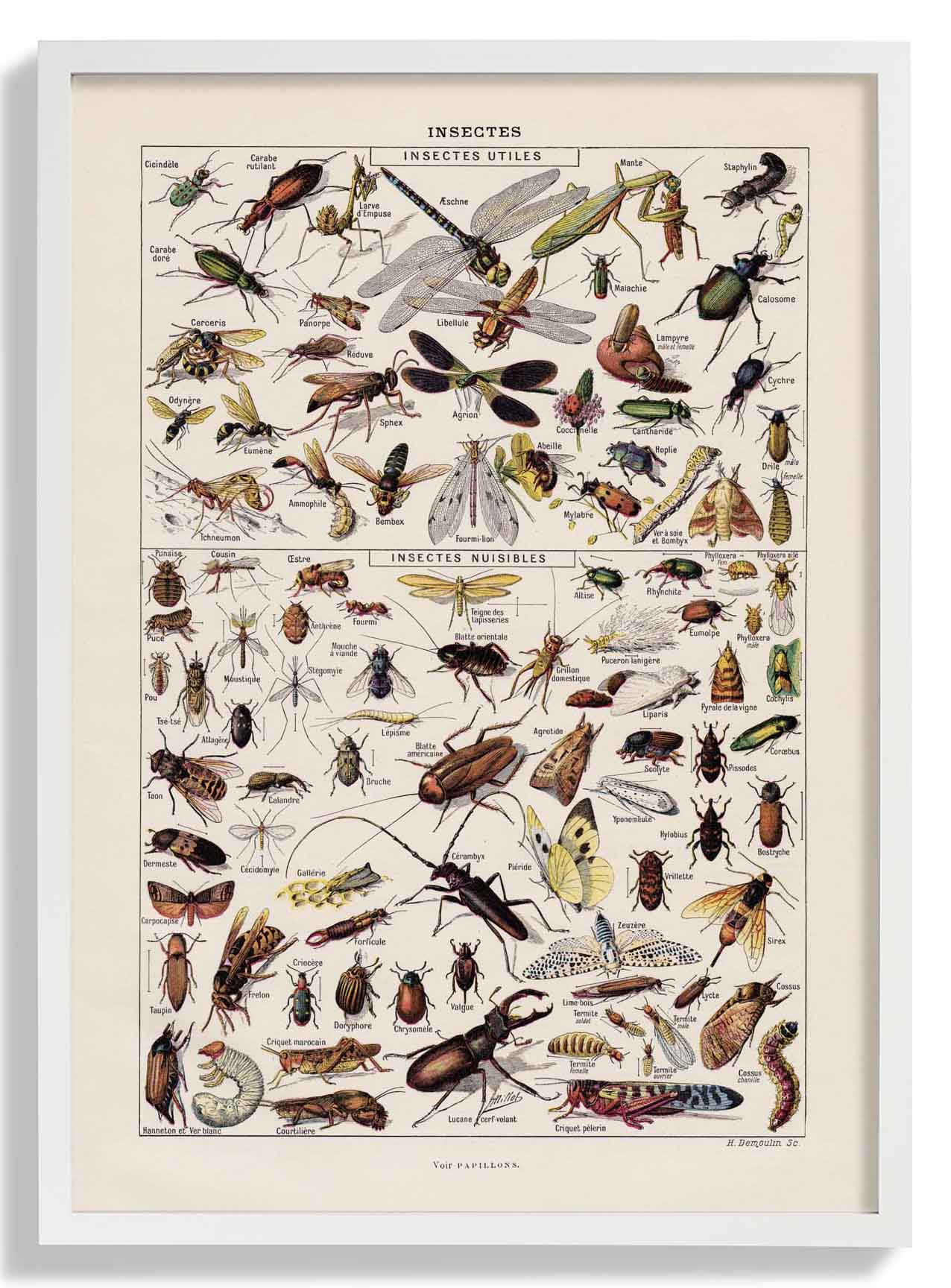 Insekten Larousse