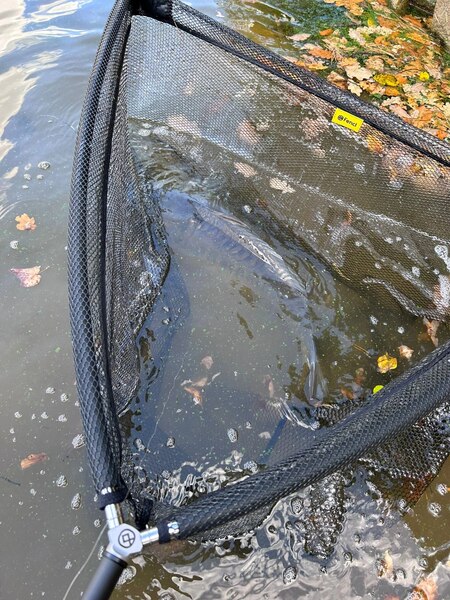 Épuisette carpe Fencl Carp Classic 42