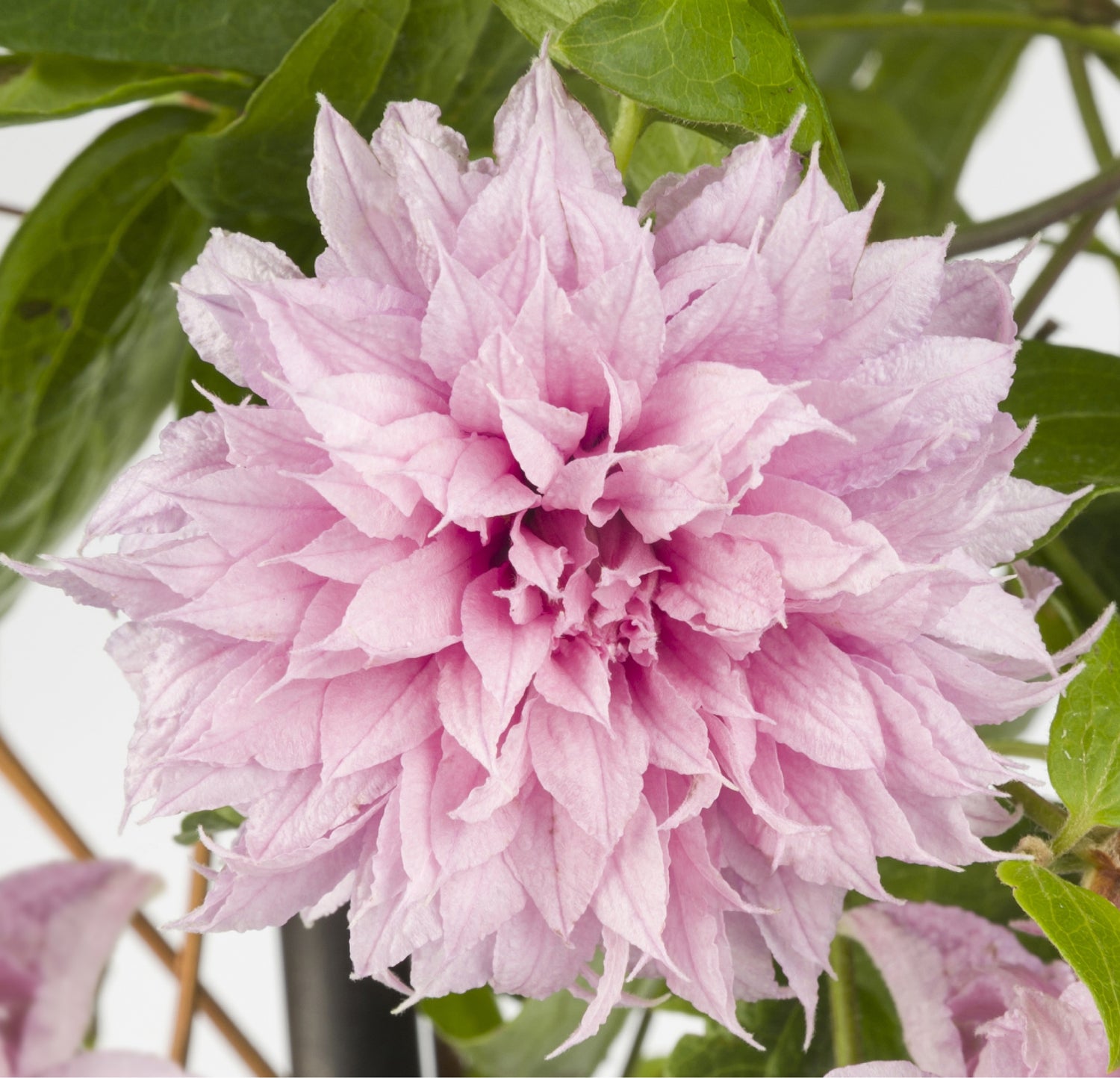 Bosrank (Clematis 'Multi Pink') D 17 H 90 cm