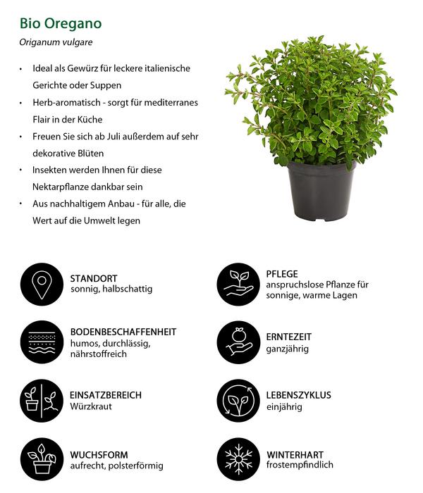 Bio Oregano