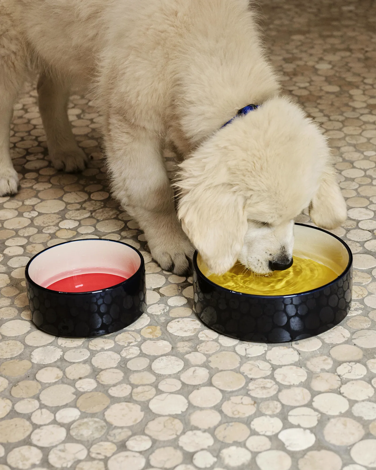 HAY HAY Dogs Bowl