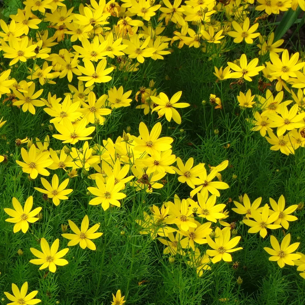 Coreopsis verticillata Kransvakkerye Ø11 cm