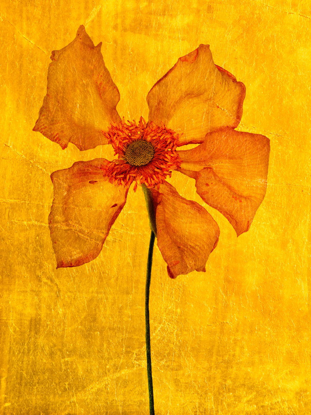 Aurum IV by Michael Wissing - Limited Edition. Edition of: 100. Signed.