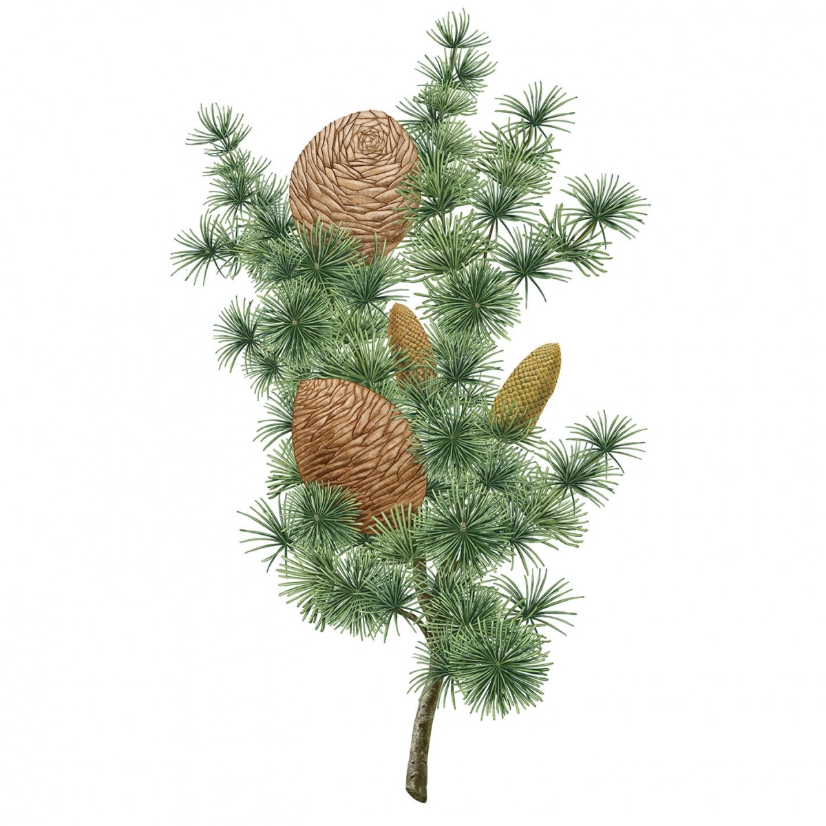 CARRIÈRE FRÈRES Cèdre - Cedrus Atlantica Palet Botanique