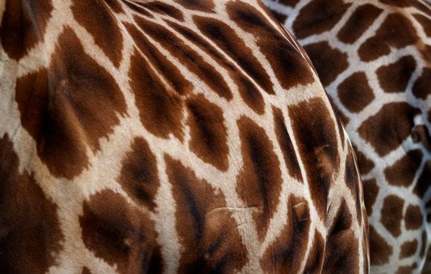Fotokurs im Erlebniszoo in Hannover als Geschenk