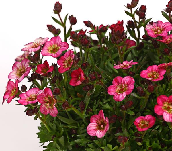 Moos-Steinbrech 'Touran', verschiedene Farben