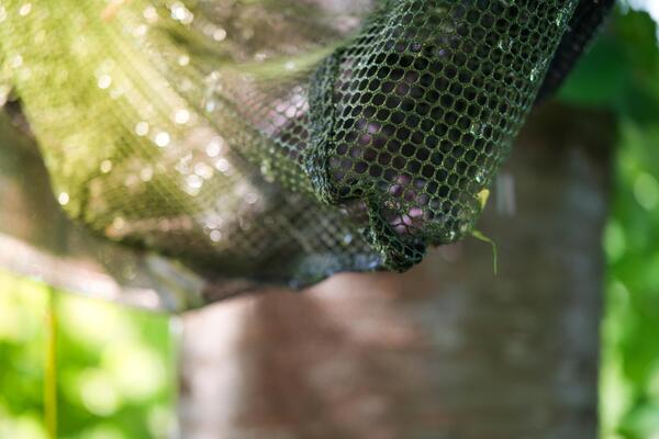 Tête d'épuisette Ultimate Full Float Carp Net Camo 42