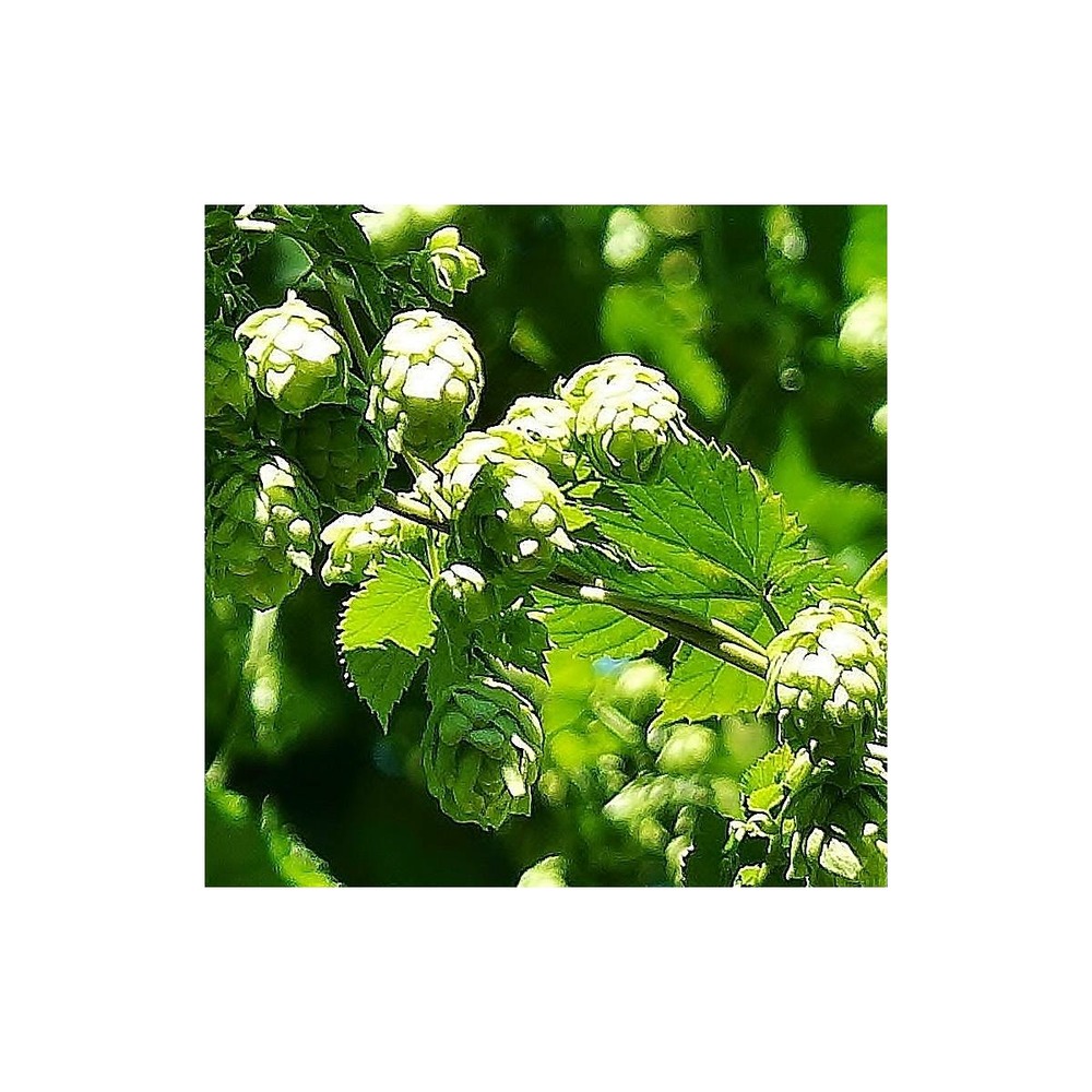 Houblon doré aureus/humulus lupulus aureus[-]pot de 1,5l - tuteur bambou 30/60 cm