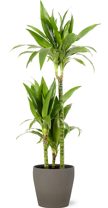 Dracaena janet craig 21cm avec cache pot pierre