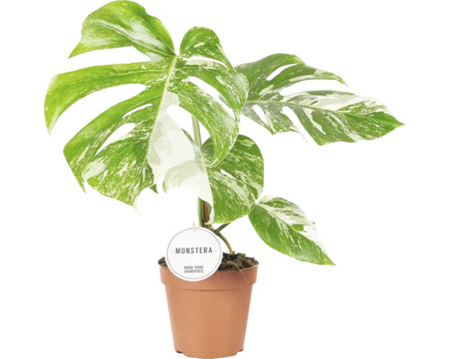 FloraSelf Monstera deliciosa 'Variegata' (Gatenplant) H ca. 45 cm Ø 15 cm pot