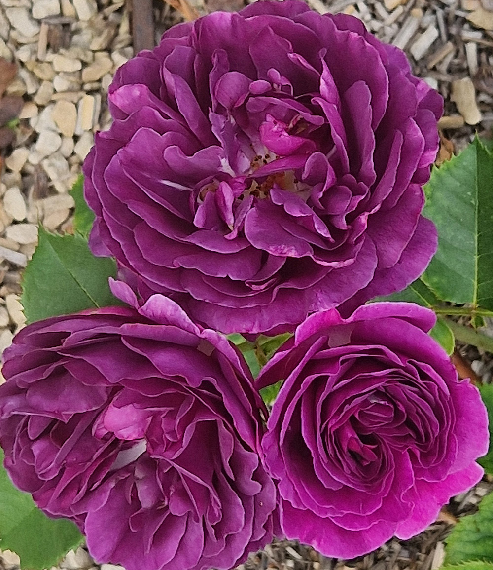 Beetrose 'Minerva®'
